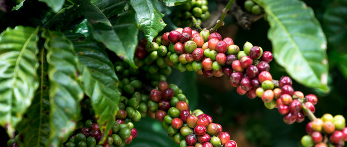 The Best Coffee Regions of the World